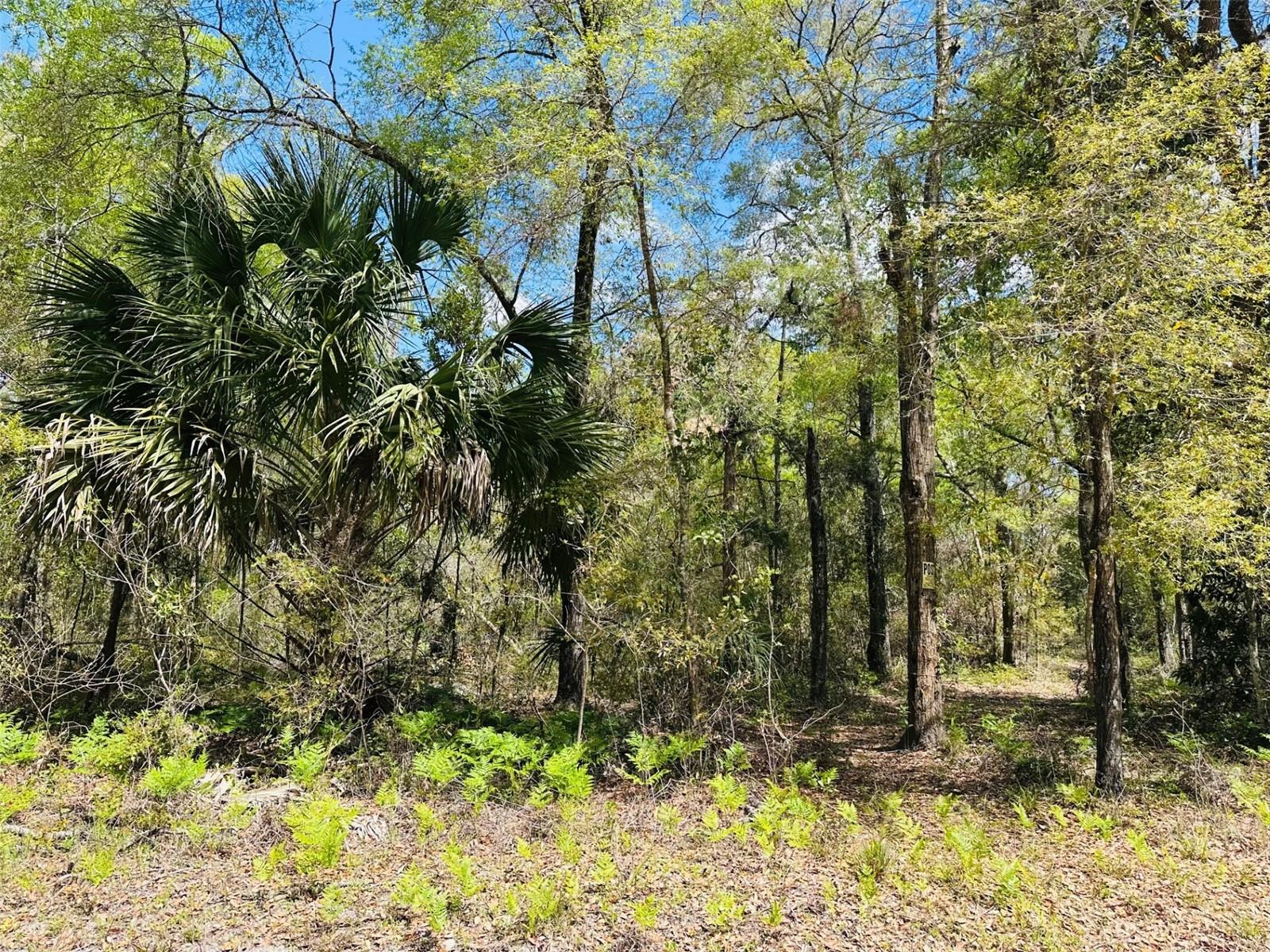 0 NW 30TH ST, CHIEFLAND, FL, 32626