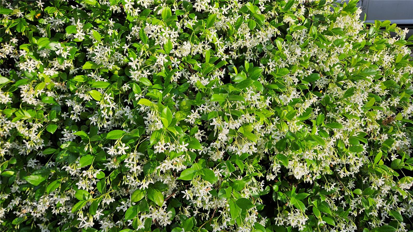 8896 W WHITE DOGWOOD DR, HOMOSASSA, FL, 34448