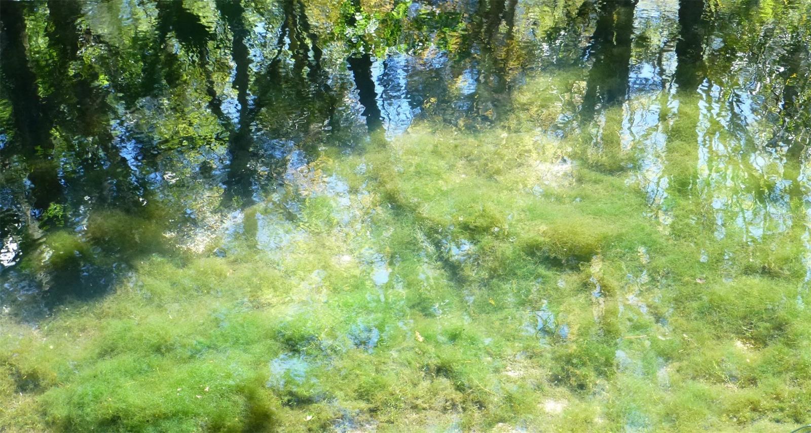 8896 W WHITE DOGWOOD DR, HOMOSASSA, FL, 34448