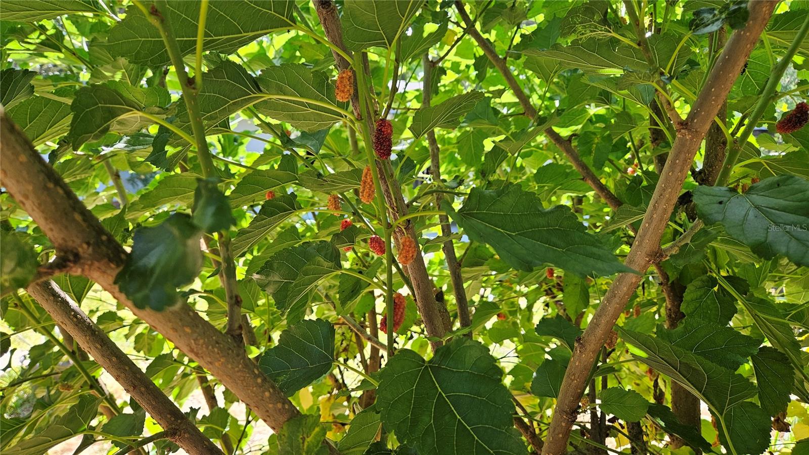 8896 W WHITE DOGWOOD DR, HOMOSASSA, FL, 34448