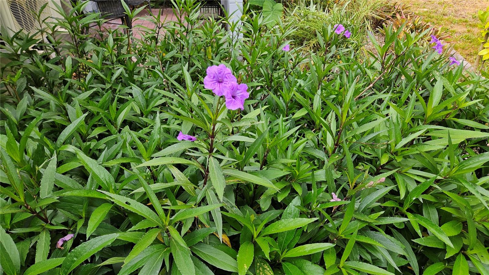 8896 W WHITE DOGWOOD DR, HOMOSASSA, FL, 34448