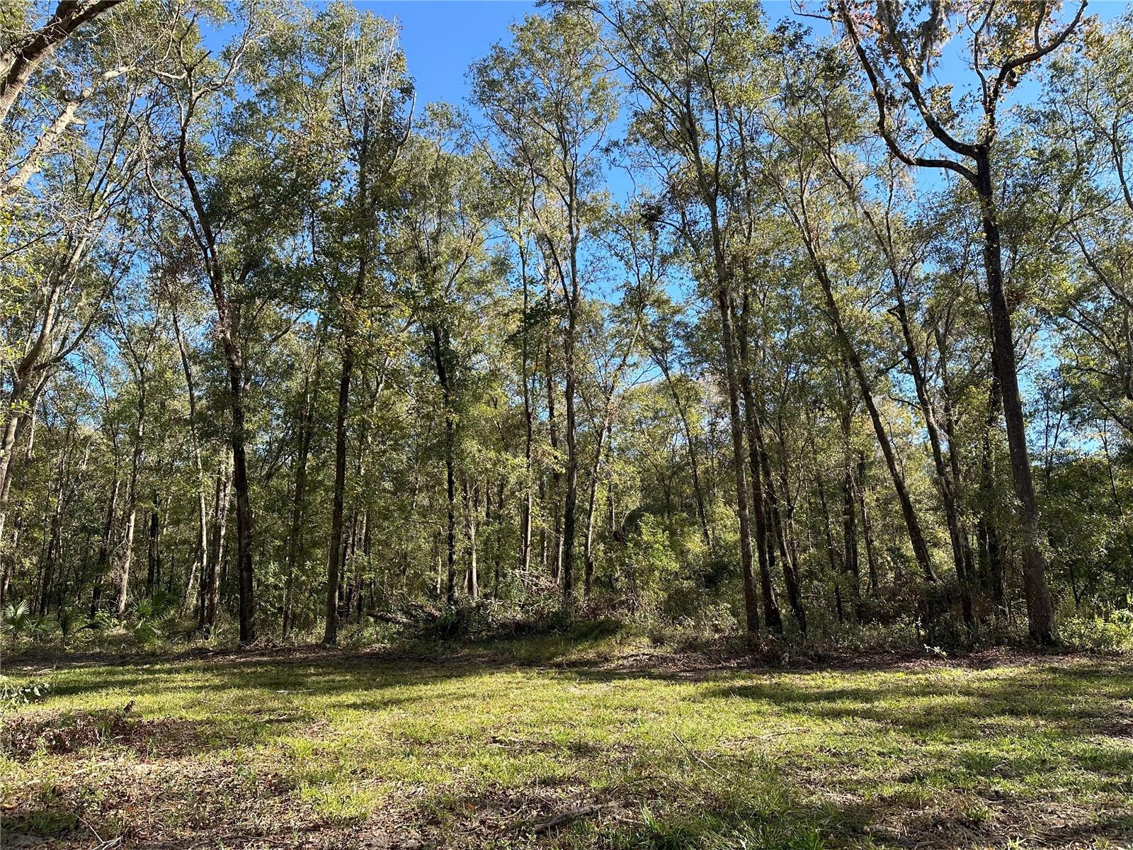 485ac NW 193RD ST, REDDICK, FL, 32686