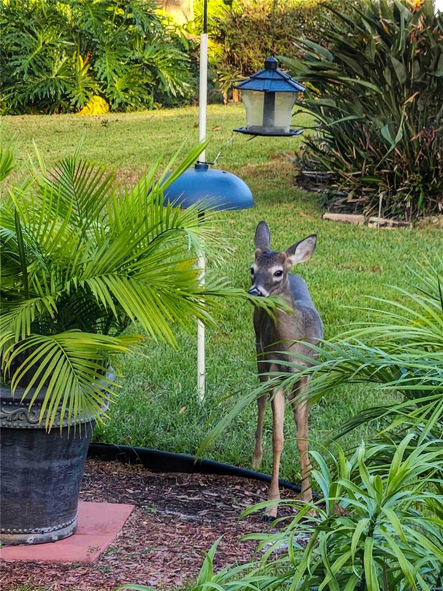 12024 STONE CROSSING CIR, TAMPA, FL, 33635