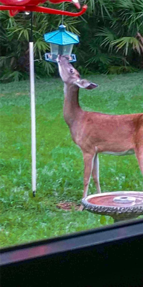 12024 STONE CROSSING CIR, TAMPA, FL, 33635