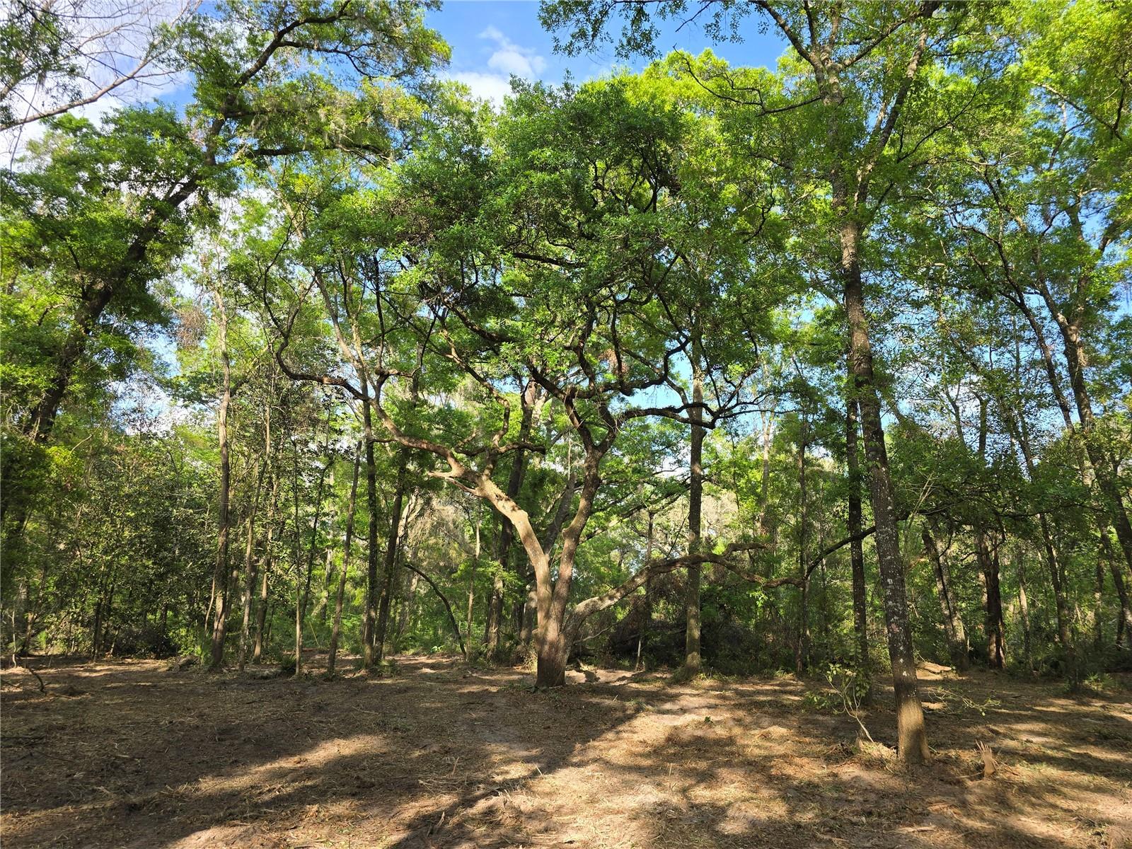 NW 7TH PL, OCALA, FL, 34482