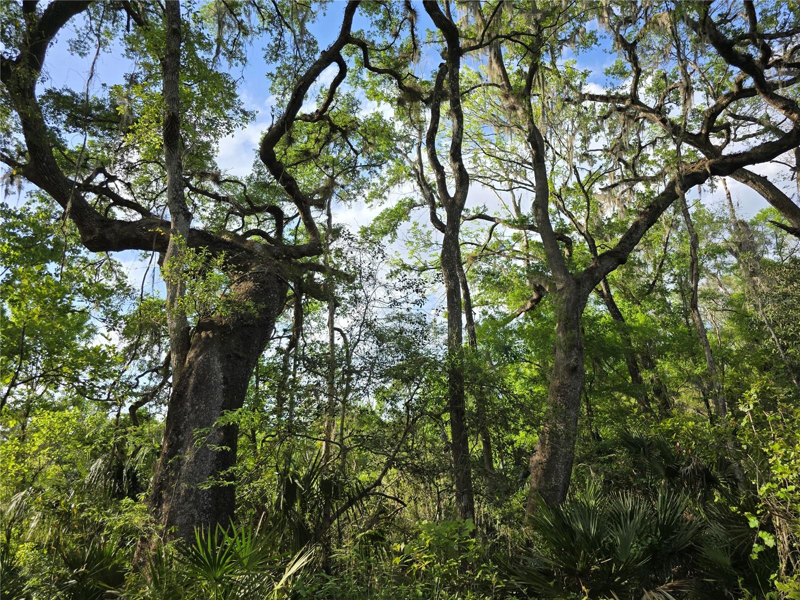 NW 7TH PL, OCALA, FL, 34482