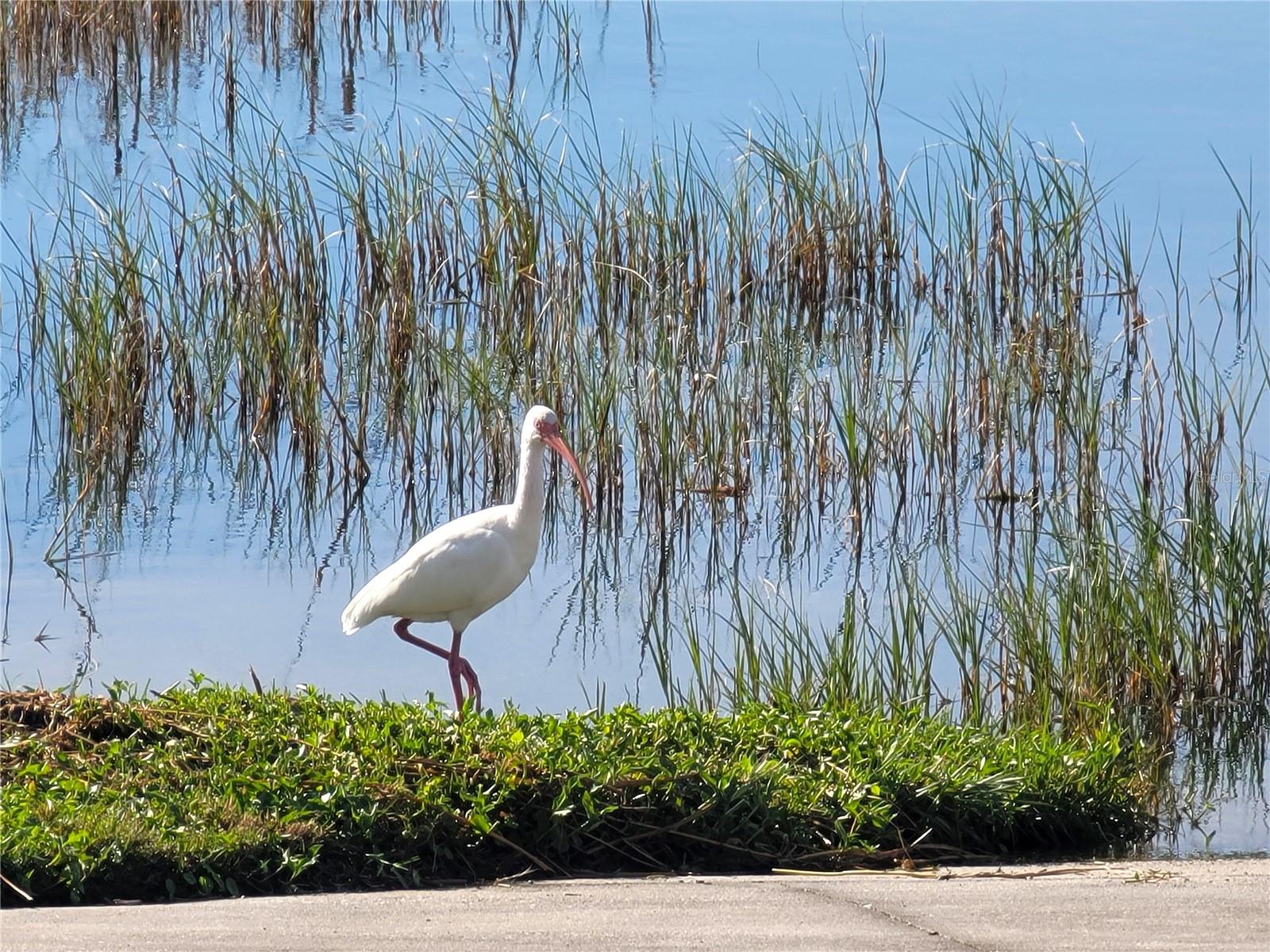 4835 SUMMIT VIEW WAY, AUBURNDALE, FL, 33823