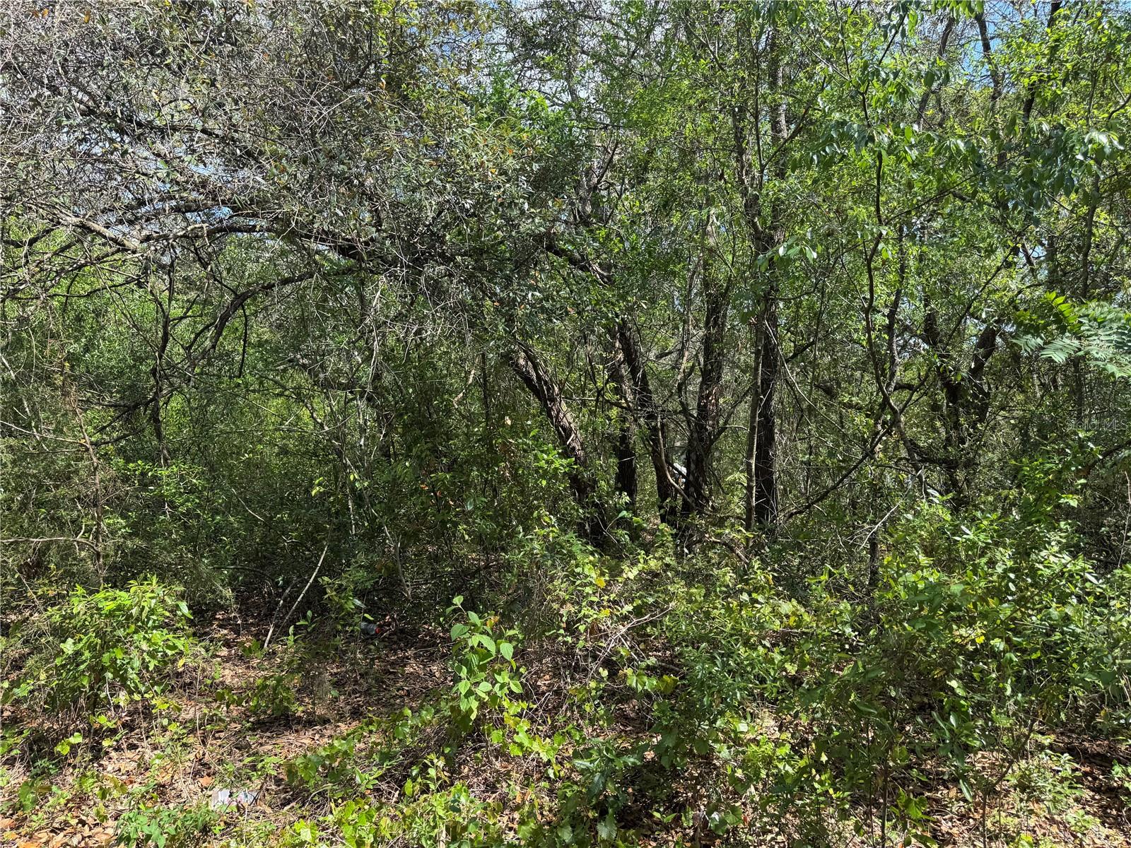 CASAURINA RD, LADY LAKE, FL, 32159