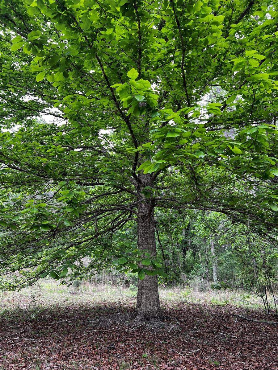 5572 SW 111TH LN, LAKE BUTLER, FL, 32054