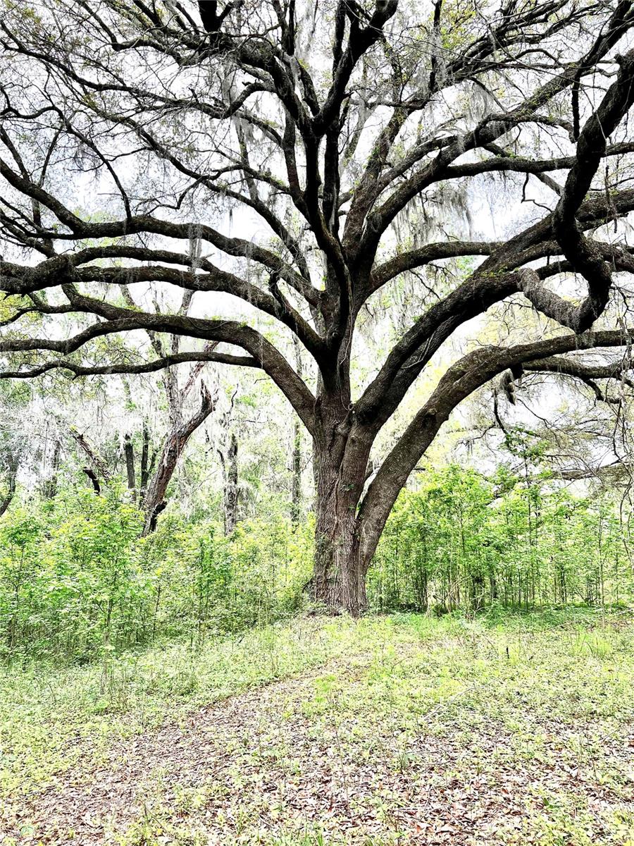 5572 SW 111TH LN, LAKE BUTLER, FL, 32054