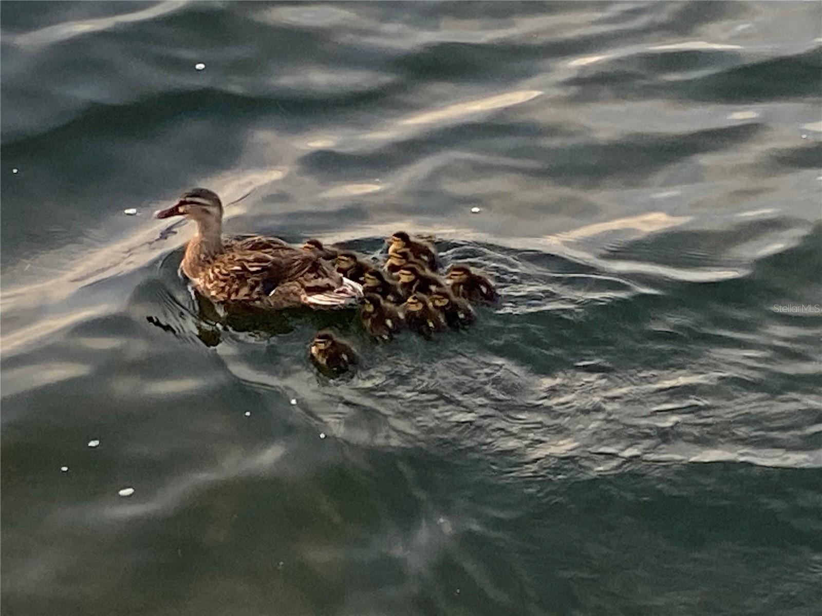 6009 SEA RANCH DR #315, HUDSON, FL, 34667