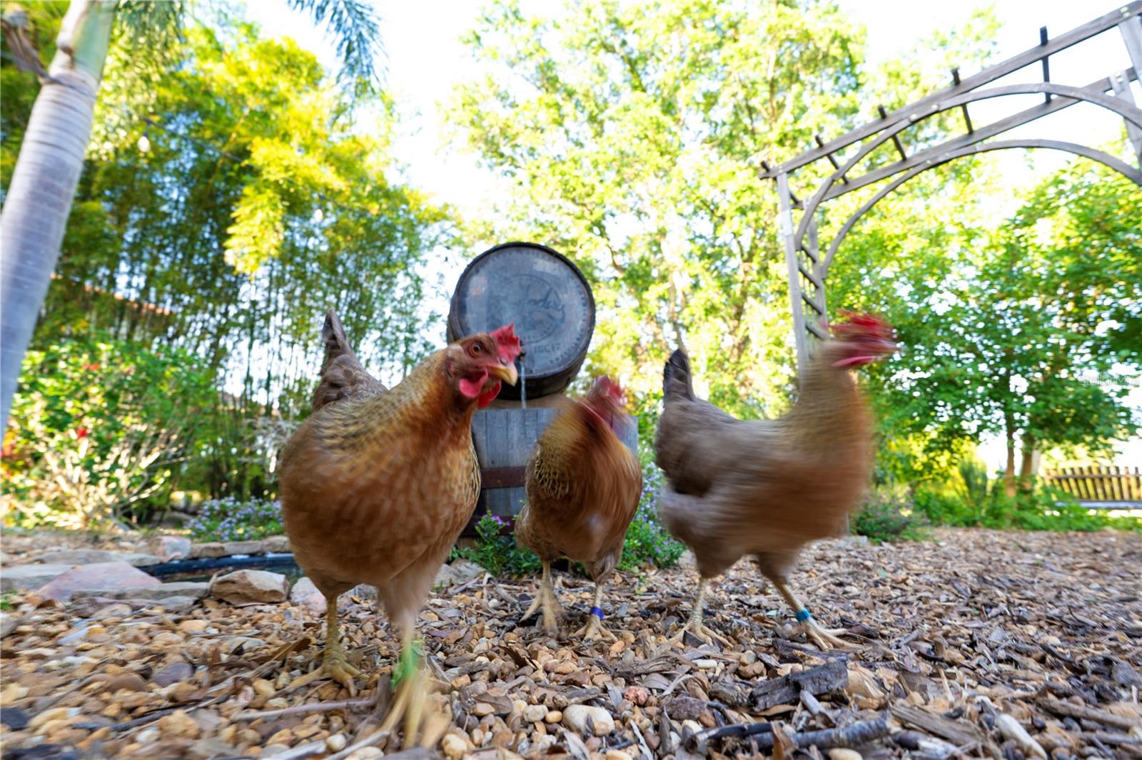 15714 TURKEY FARM RD, MINNEOLA, FL, 34715