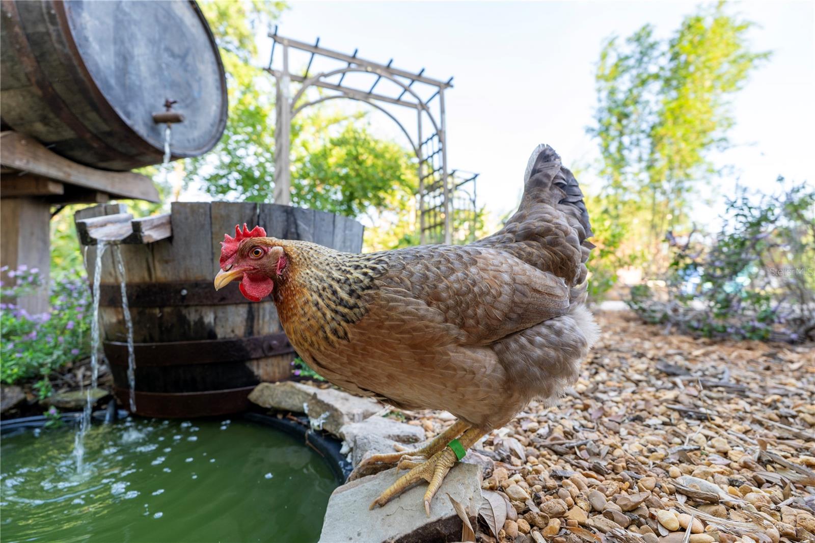 15714 TURKEY FARM RD, MINNEOLA, FL, 34715