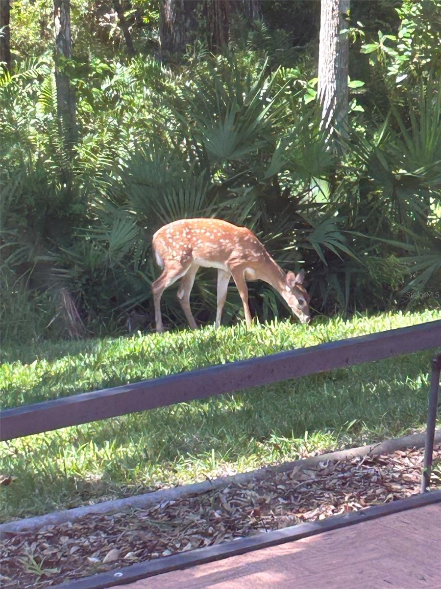 4018 SALEM SQUARE PKWY, PALM HARBOR, FL, 34685