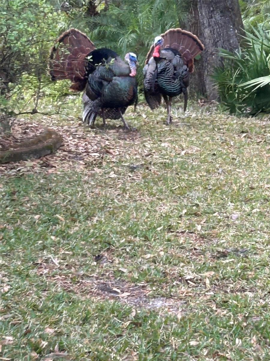 4018 SALEM SQUARE PKWY, PALM HARBOR, FL, 34685