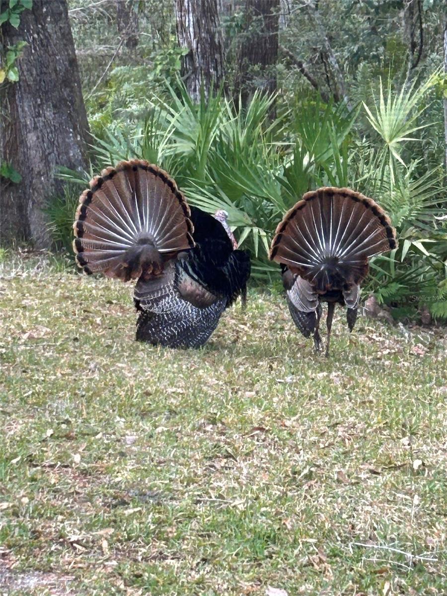 4018 SALEM SQUARE PKWY, PALM HARBOR, FL, 34685