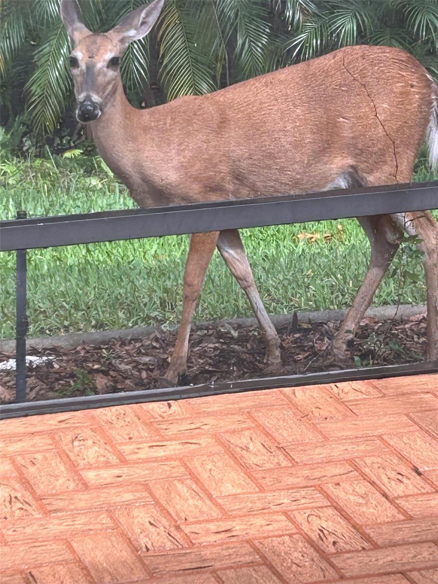 4018 SALEM SQUARE PKWY, PALM HARBOR, FL, 34685