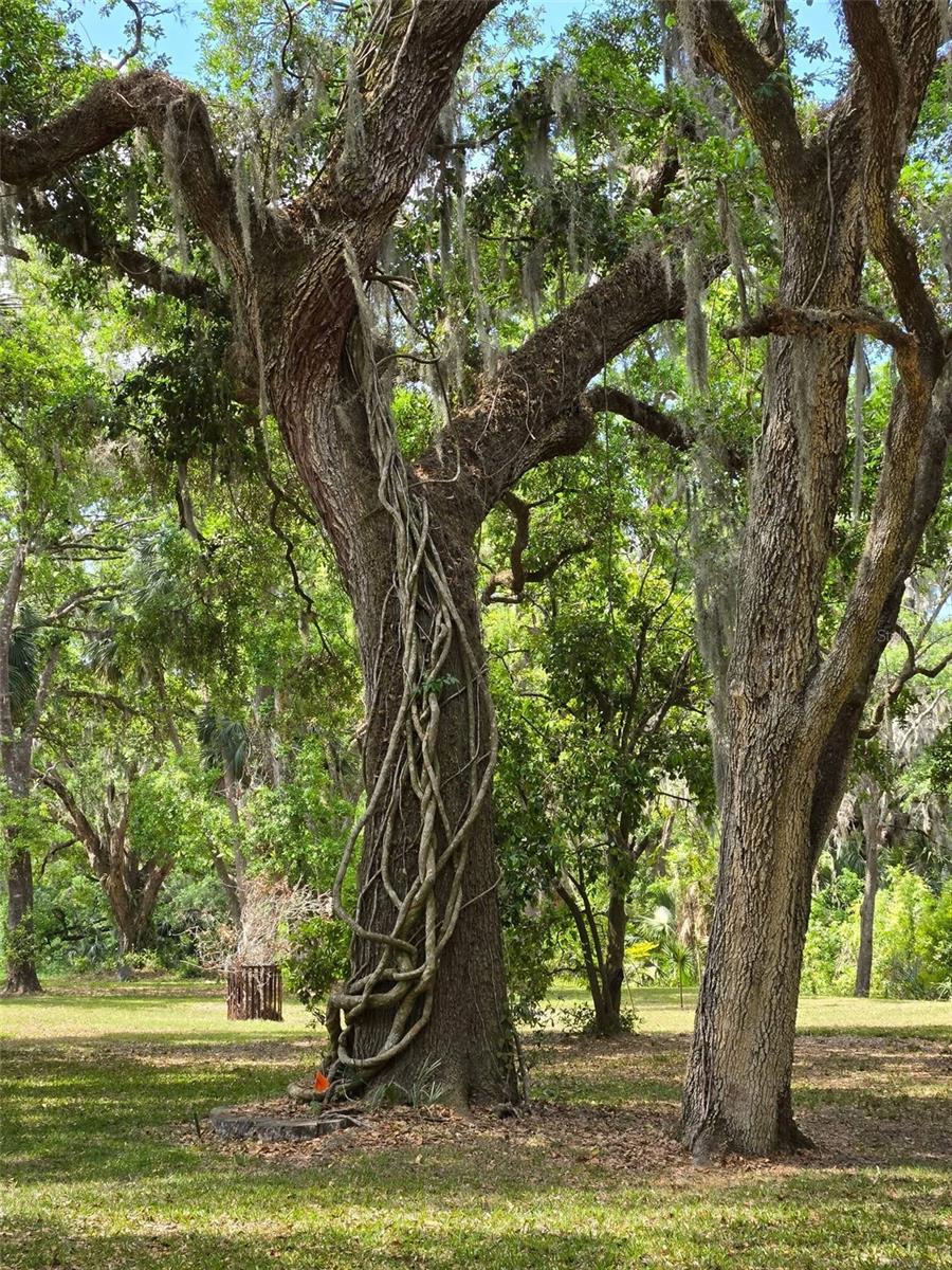 3950 EDDIE DR, MULBERRY, FL, 33860