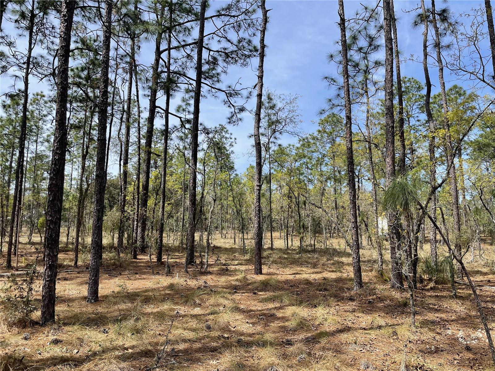 SE 138TH AVE, DUNNELLON, FL, 34431