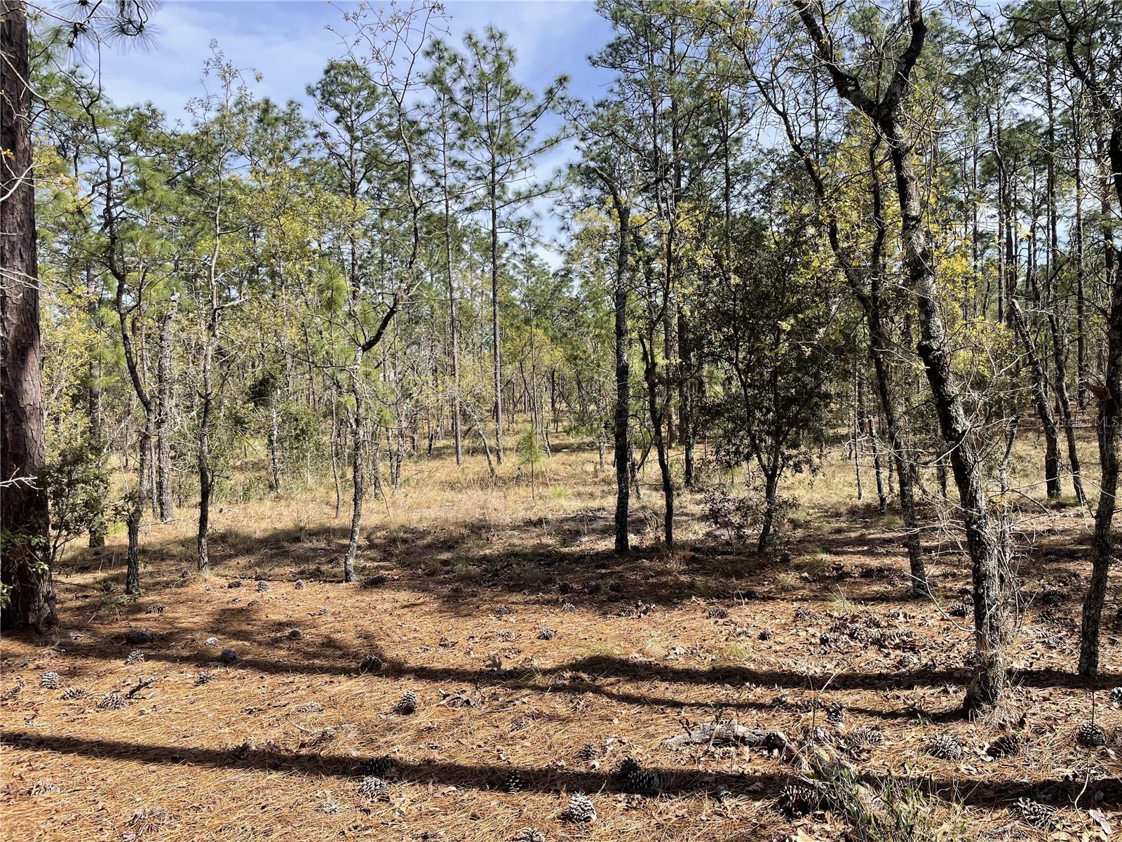 SE 138TH AVE, DUNNELLON, FL, 34431