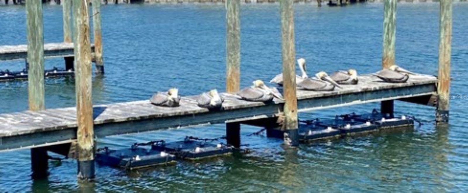 722 CAREFREE, VENICE, FL, 34285