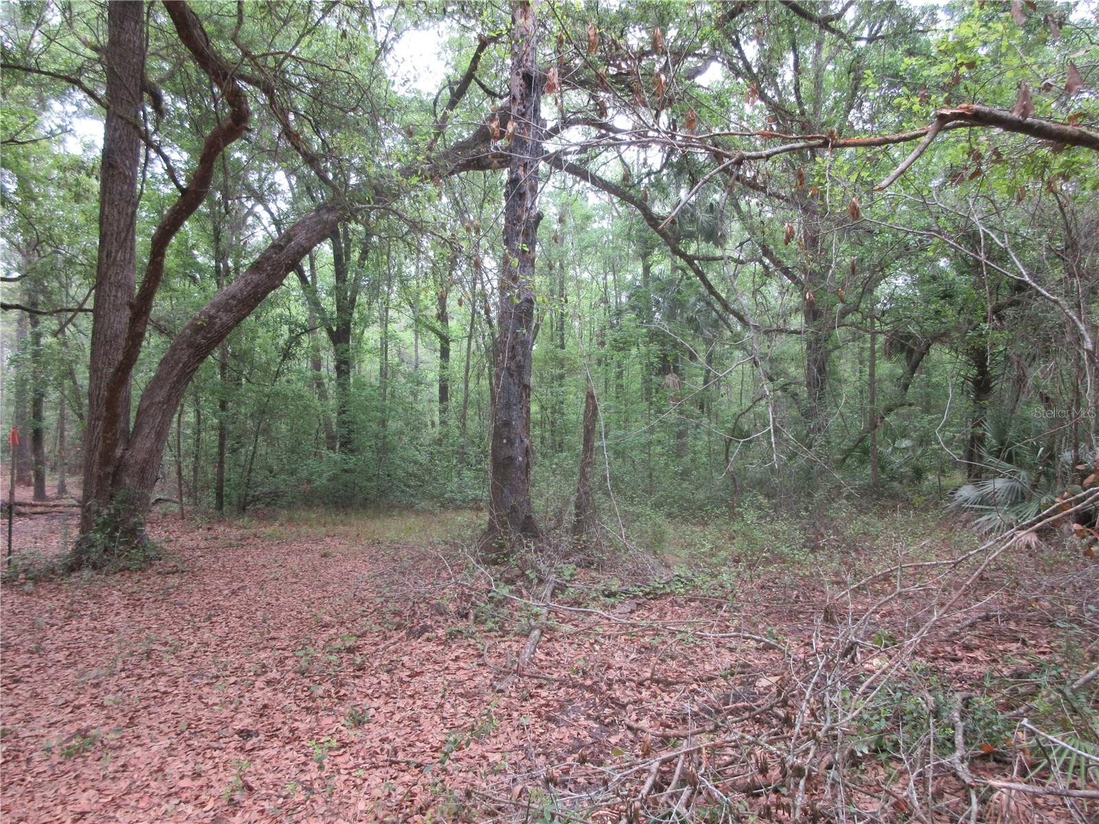 10055 E HIGHWAY 316, FORT MC COY, FL, 32134