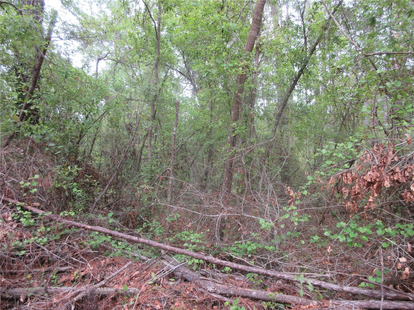 10055 E HIGHWAY 316, FORT MC COY, FL, 32134