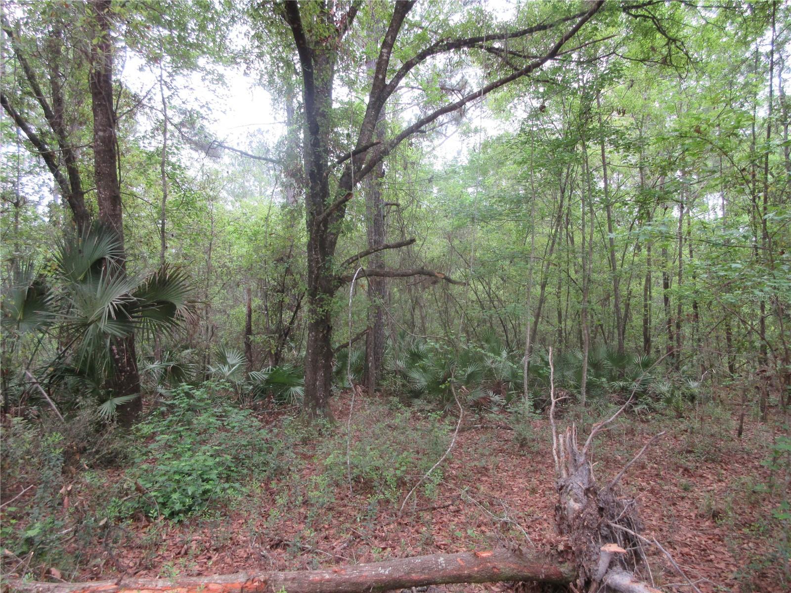 10055 E HIGHWAY 316, FORT MC COY, FL, 32134