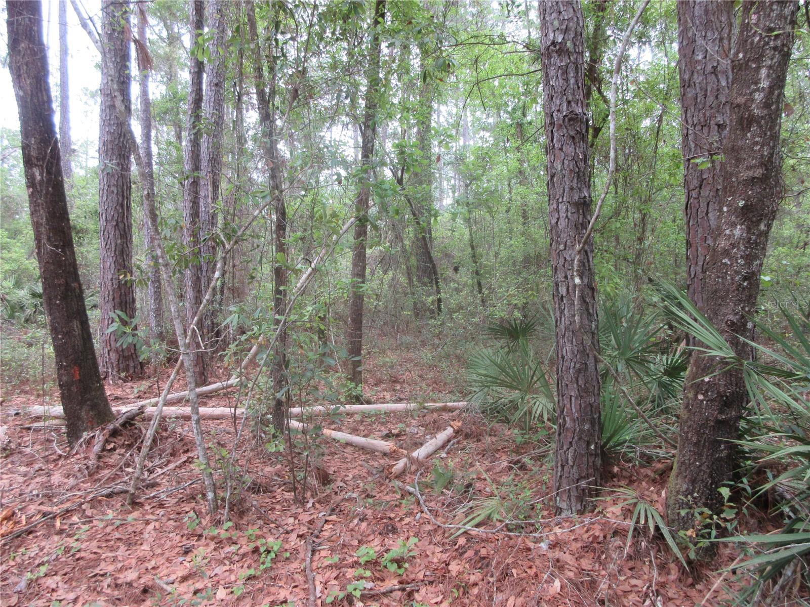 10055 E HIGHWAY 316, FORT MC COY, FL, 32134