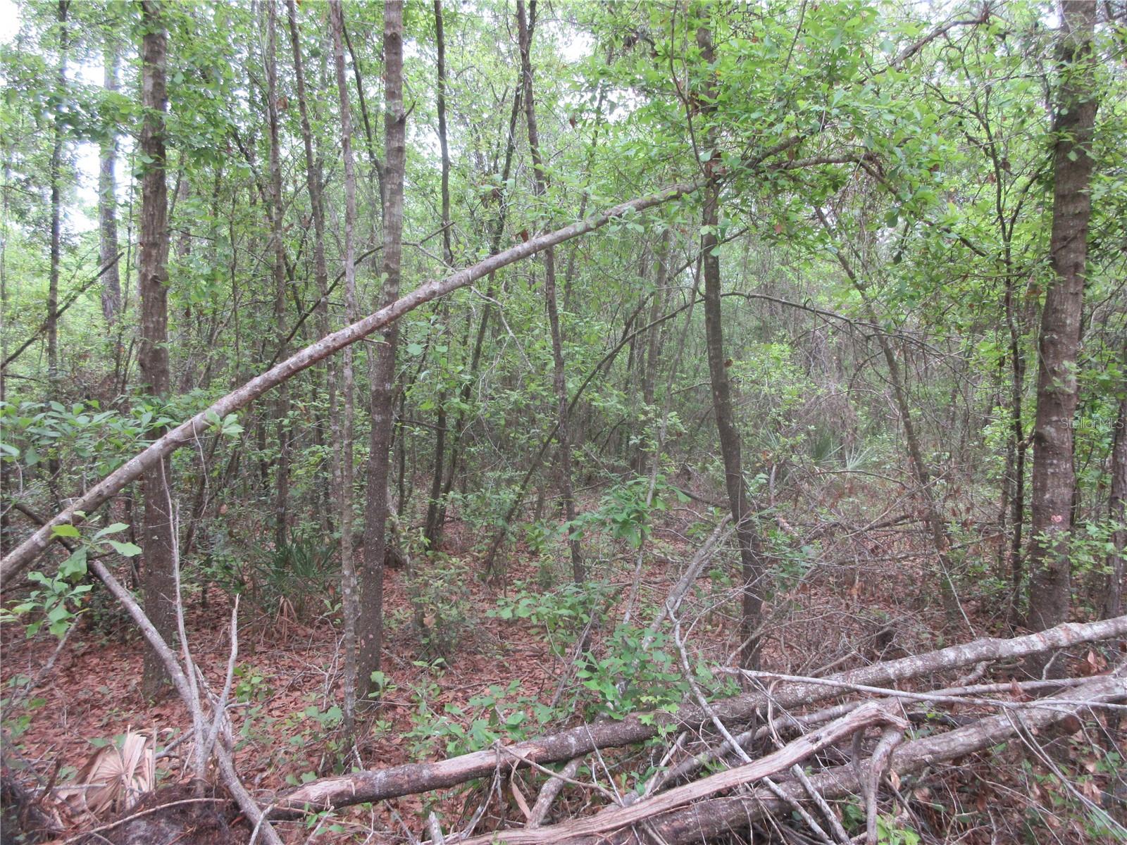 10055 E HIGHWAY 316, FORT MC COY, FL, 32134