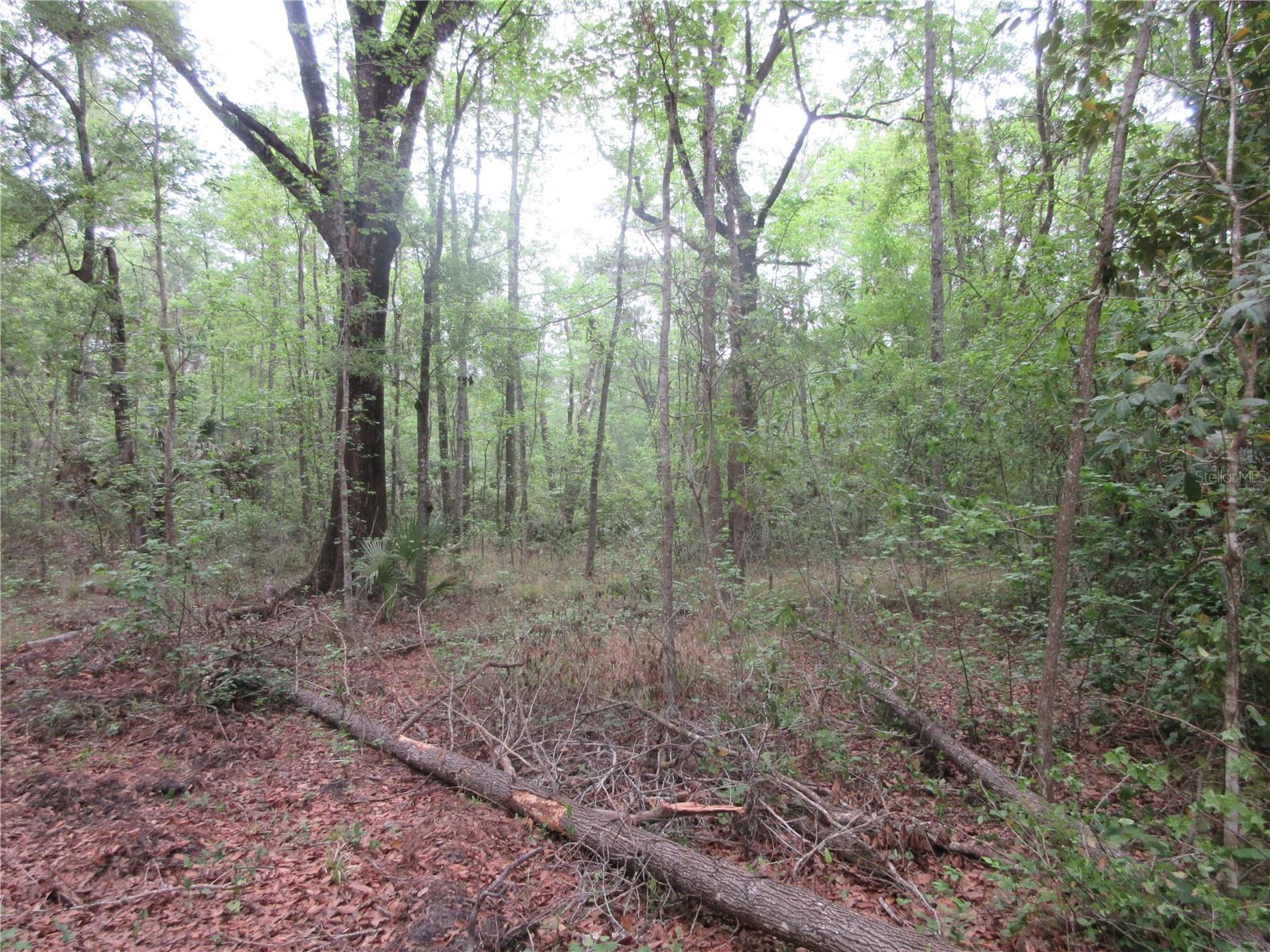 10055 E HIGHWAY 316, FORT MC COY, FL, 32134