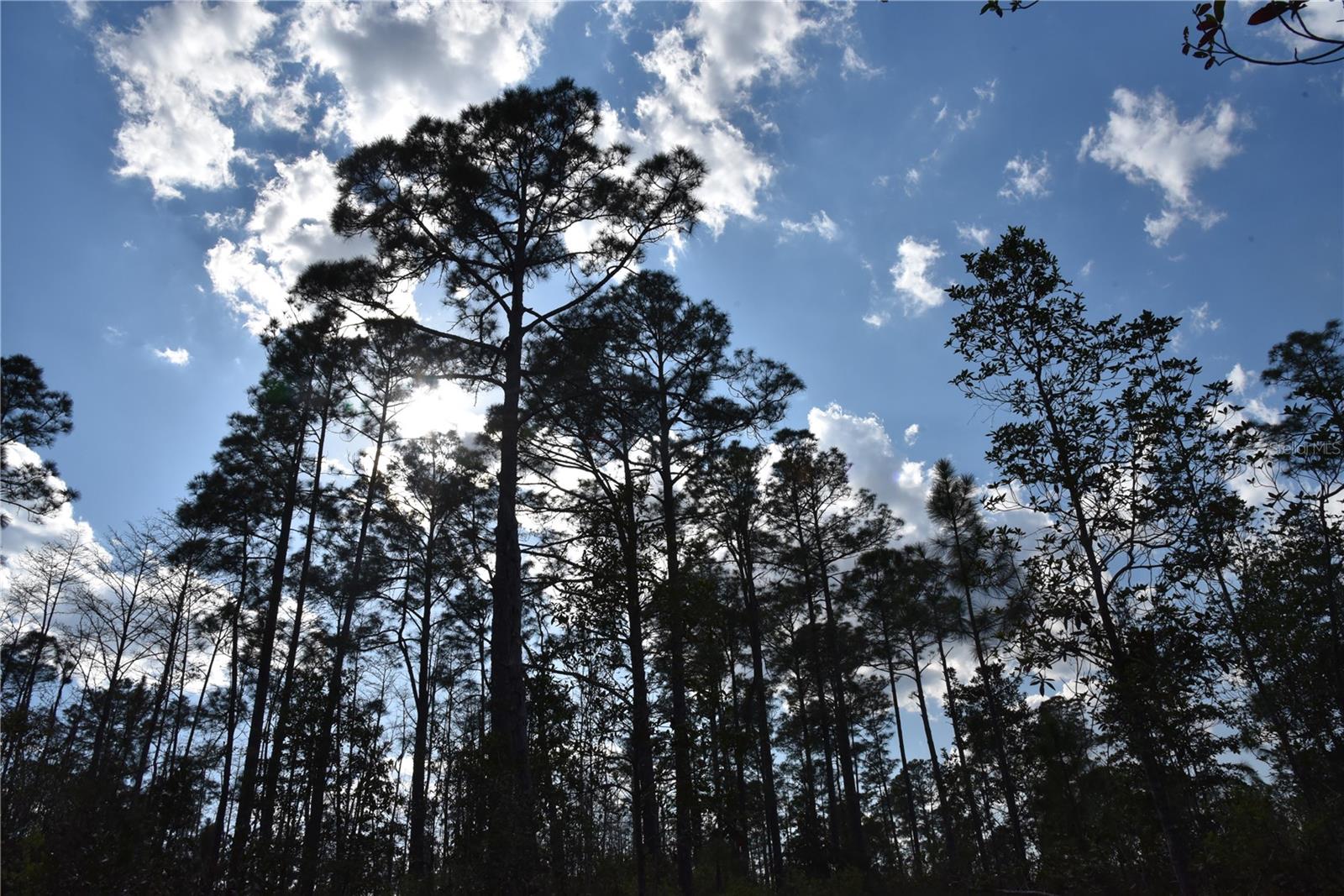 OFF SUN GARDEN RD, PALATKA, FL, 32177