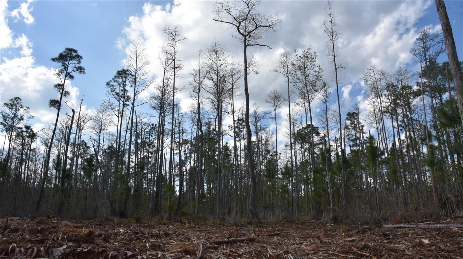 OFF SUN GARDEN RD, PALATKA, FL, 32177