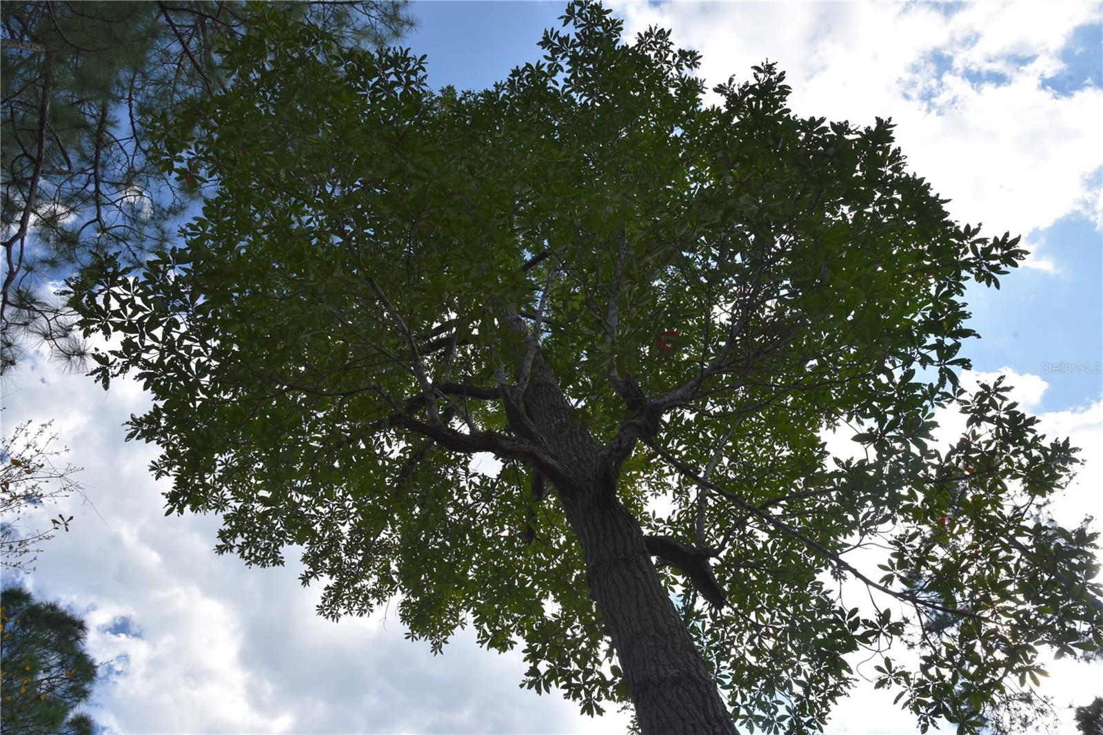 OFF SUN GARDEN RD, PALATKA, FL, 32177