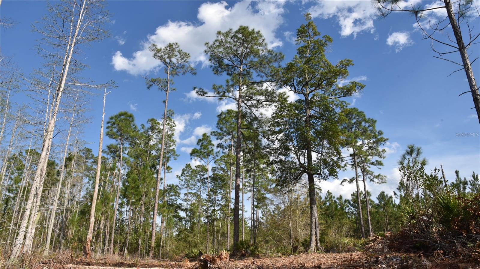 OFF SUN GARDEN RD, PALATKA, FL, 32177