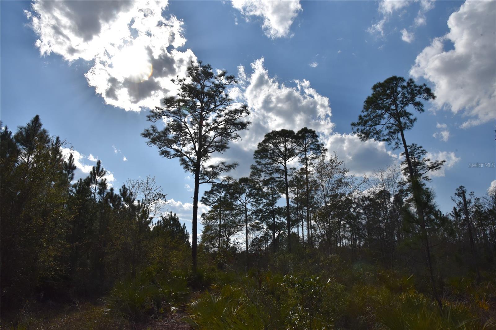 OFF SUN GARDEN RD, PALATKA, FL, 32177