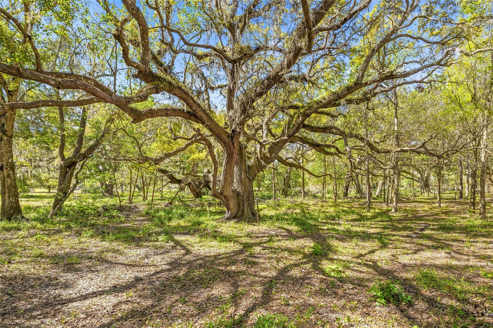 22296 WISE OWL RD, BROOKSVILLE, FL, 34602