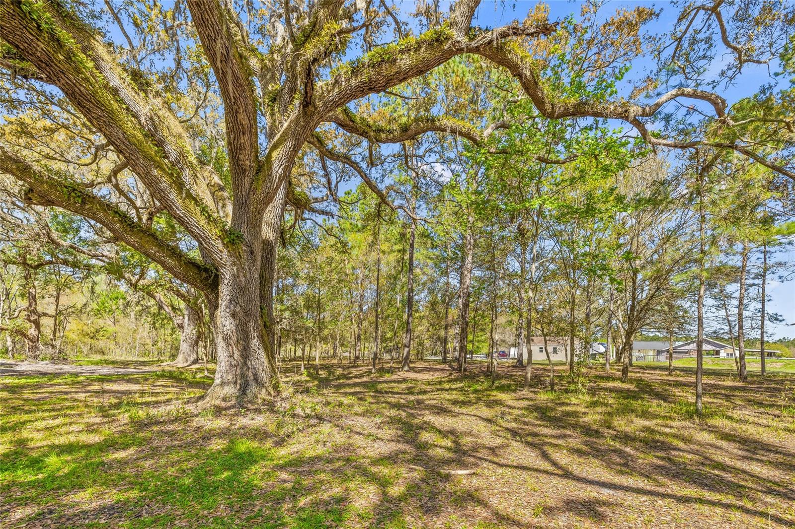 22296 WISE OWL RD, BROOKSVILLE, FL, 34602