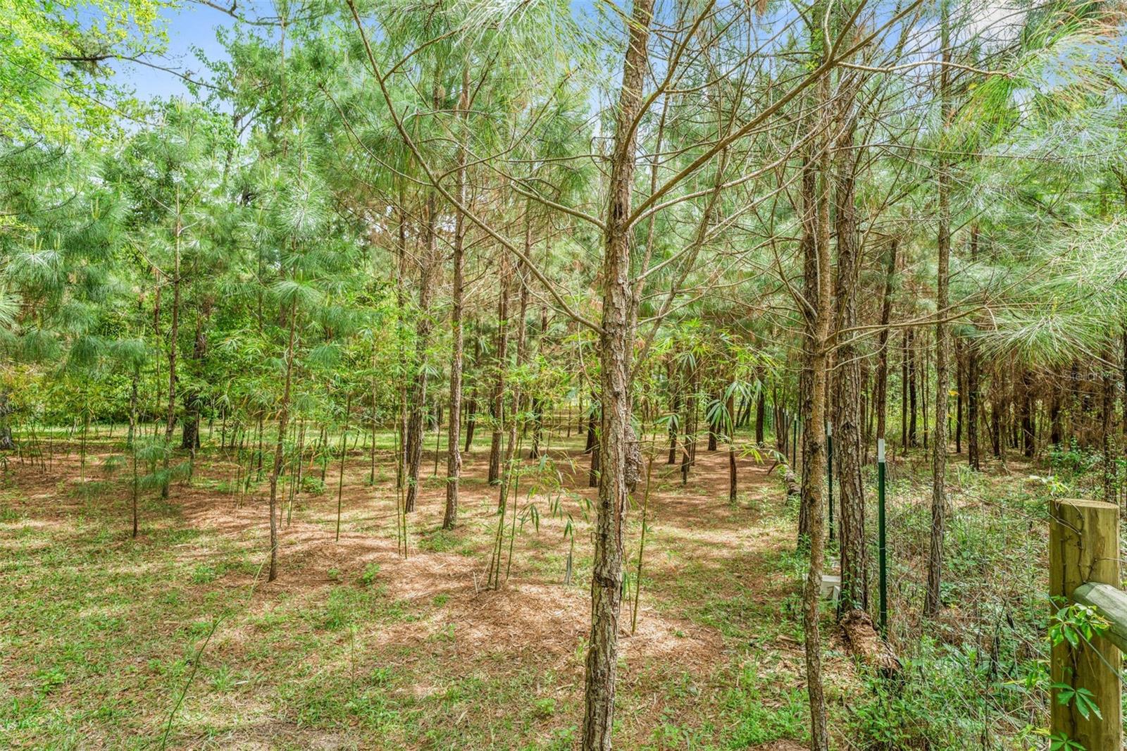 15691 NE 46TH ST, WILLISTON, FL, 32696