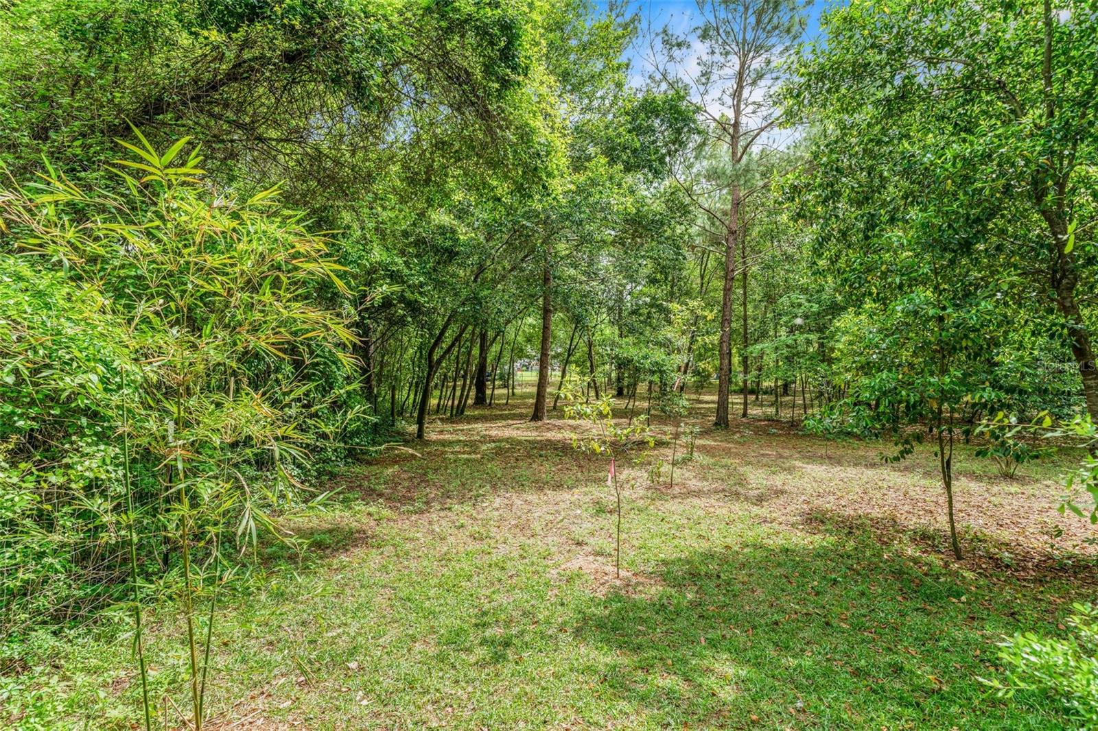 15691 NE 46TH ST, WILLISTON, FL, 32696