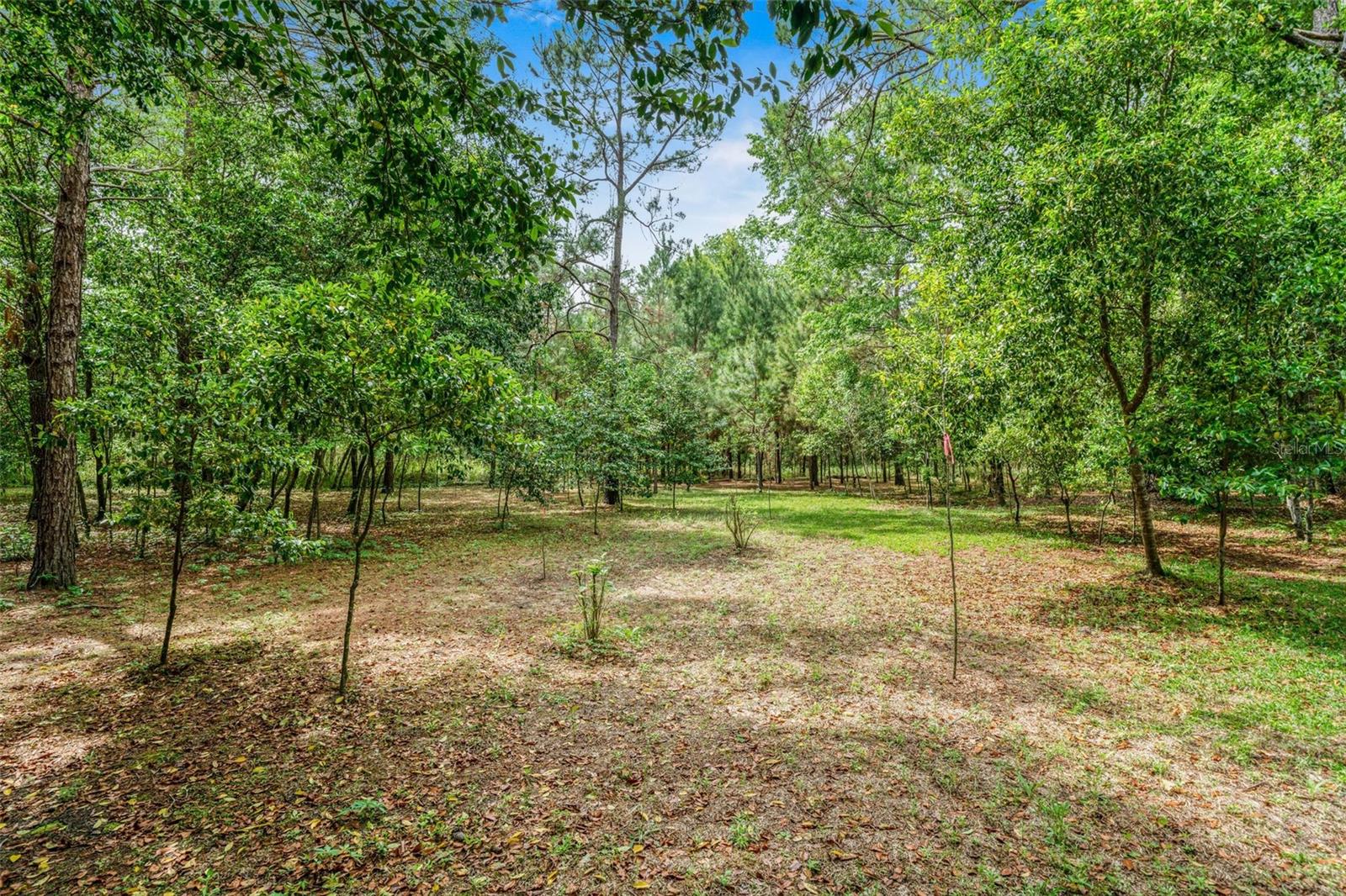 15691 NE 46TH ST, WILLISTON, FL, 32696