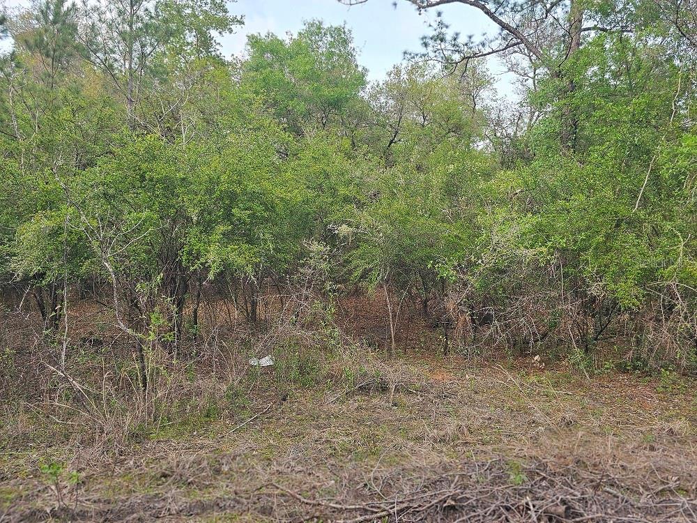 0 COLONEL AVE, WEBSTER, FL, 33597