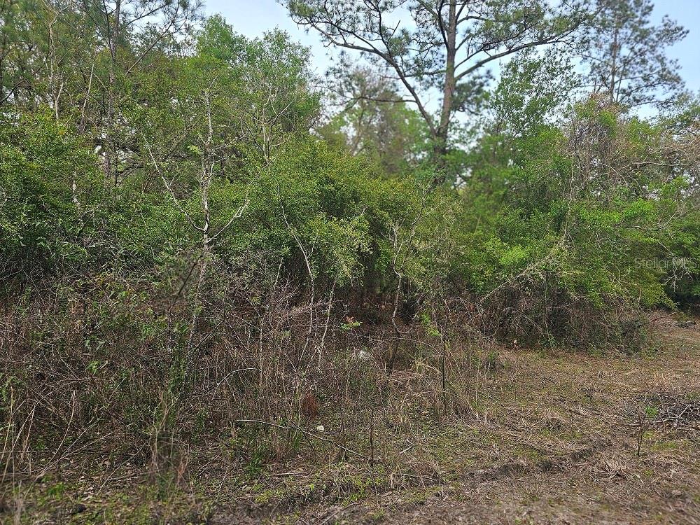0 COLONEL AVE, WEBSTER, FL, 33597