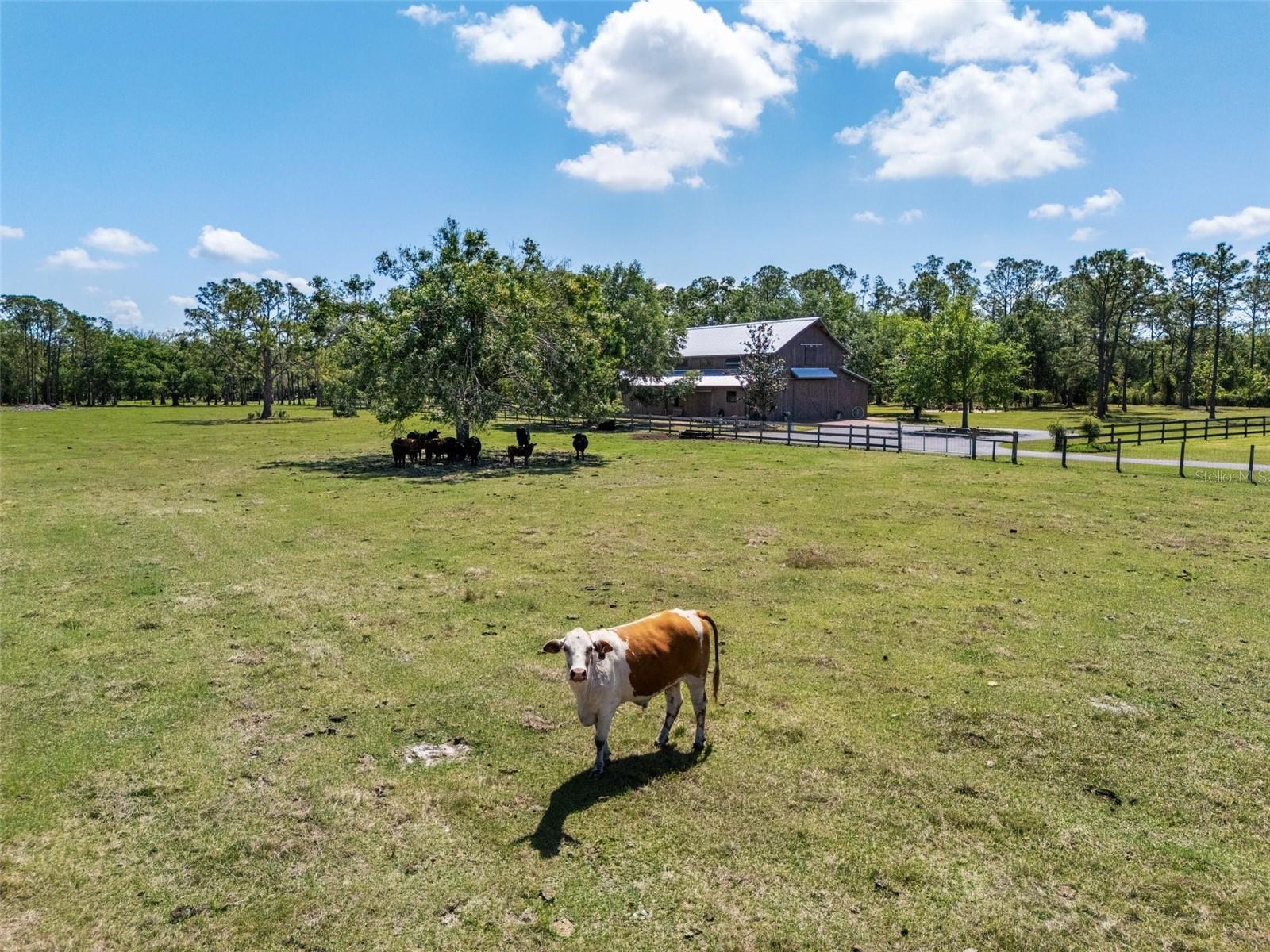 12615 RIVER RD, MYAKKA CITY, FL, 34251