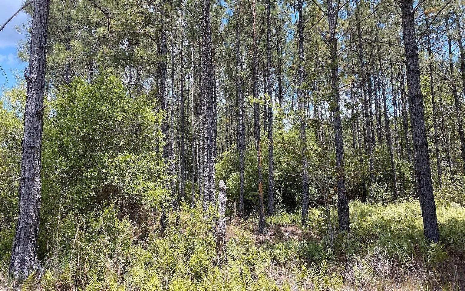 1570 SW WABASSO TER, GREENVILLE, FL, 32331
