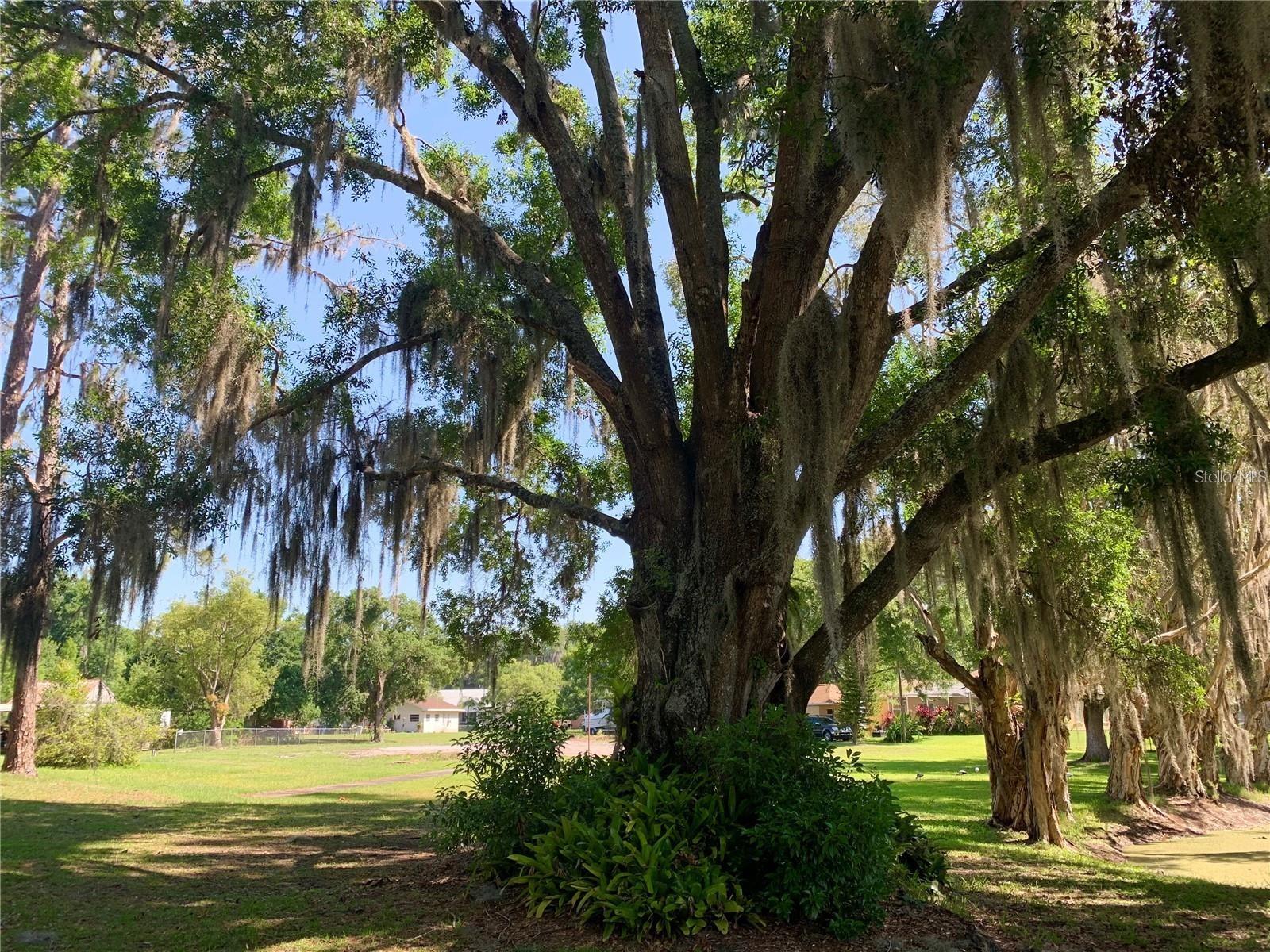 21851 HALE RD, LAND O LAKES, FL, 34639