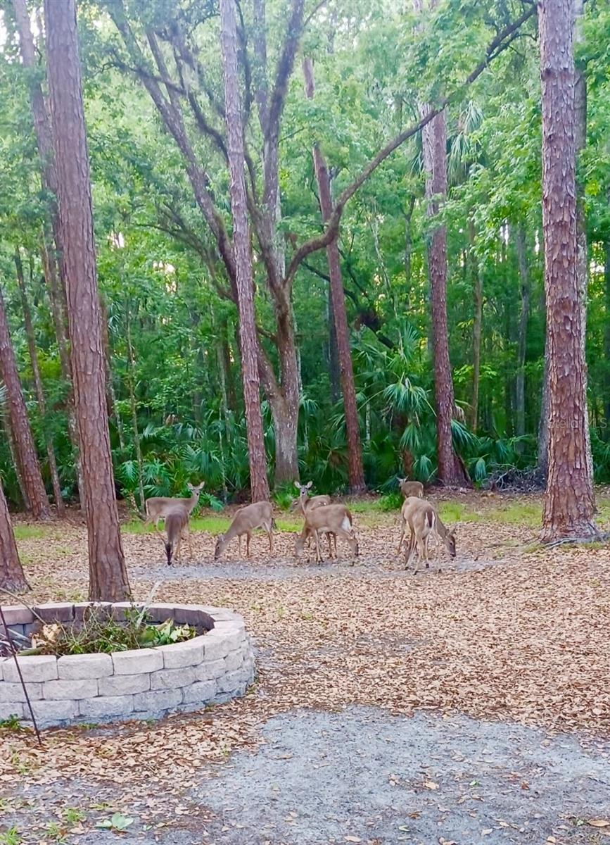 5221 SWALLOW DR, LAND O LAKES, FL, 34639