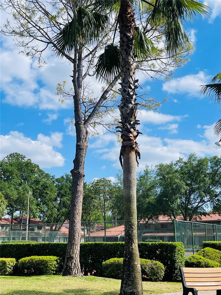 7629 CHAPELHILL DR, ORLANDO, FL, 32819