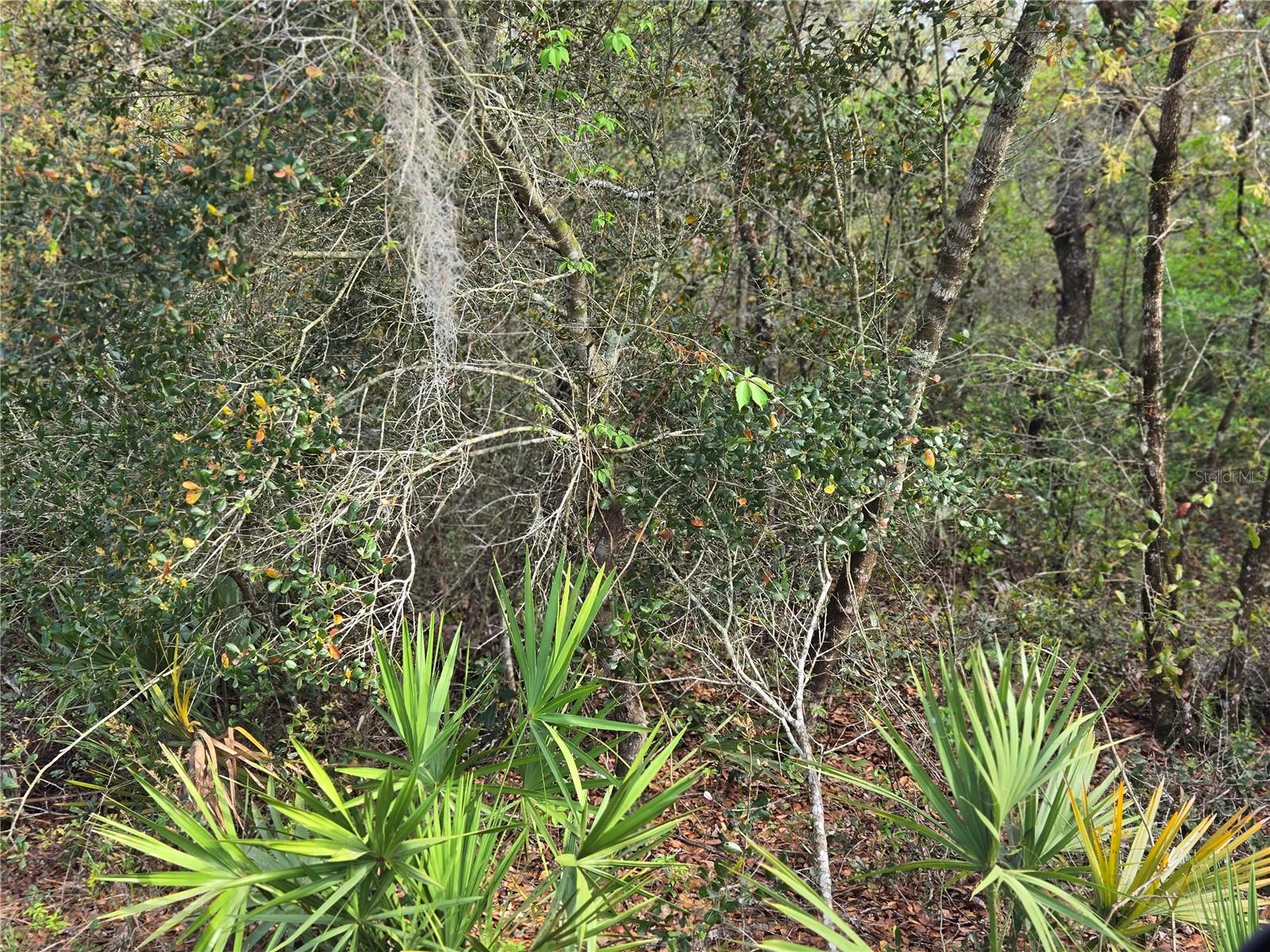 CR 245C, OXFORD, FL, 34484