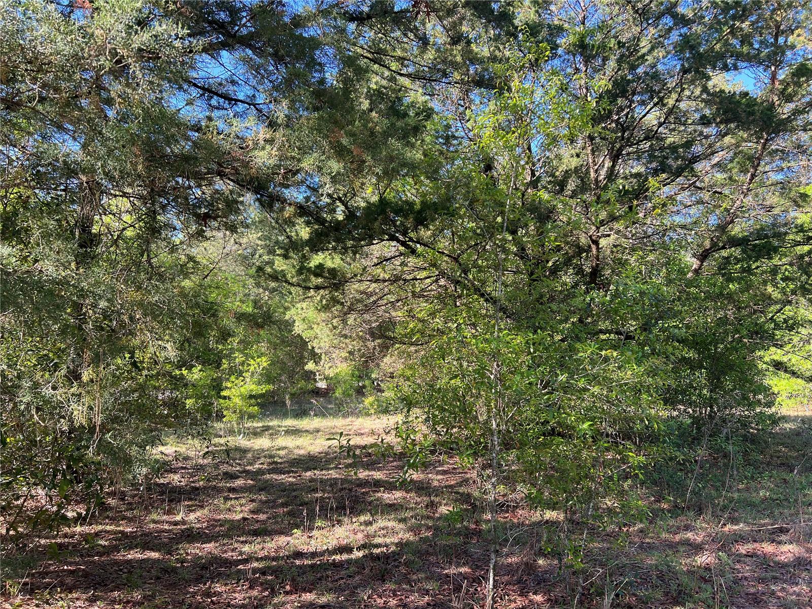 15475 SW 36TH ST, OCALA, FL, 34481